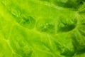 Green lettuce leaves close up. Fresh salad texture background. Vegetarian food. Vegetable and vitamins products. Macro photo. Royalty Free Stock Photo