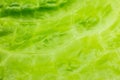Green lettuce leaves close up. Fresh salad texture background. Vegetarian food. Vegetable and vitamins products. Macro photo. Royalty Free Stock Photo