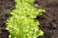 Green Lettuce leaves on garden beds in the vegetable field. Royalty Free Stock Photo