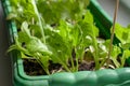 Green lettuce leaves grow in a box for seedlings. Royalty Free Stock Photo