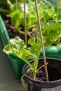 Green lettuce leaves grow in pots with earth on the windowsill. Royalty Free Stock Photo