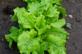 Green Lettuce leaves texture background. Lactuca sativa green leaves, close up