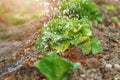 green lettuce leaves watered by raindrops in the evening sunlight Royalty Free Stock Photo