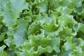 Green lettuce