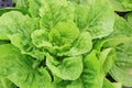 Green Lettuce Royalty Free Stock Photo