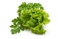 Green lettuce with parsley, isolated on white background Royalty Free Stock Photo