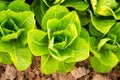 Green lettuce plant growing in the vegetable garden Royalty Free Stock Photo