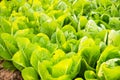 Green lettuce plant growing in the vegetable garden Royalty Free Stock Photo