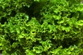 Green lettuce plants close up
