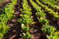 Green lettuce plants on field Royalty Free Stock Photo