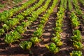 Green lettuce plants on field Royalty Free Stock Photo