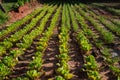 Green lettuce plants on field Royalty Free Stock Photo