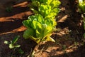 Green lettuce plants on field Royalty Free Stock Photo