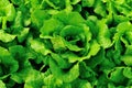 Green lettuce plants at field Royalty Free Stock Photo