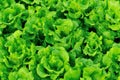 Green lettuce plants at field Royalty Free Stock Photo