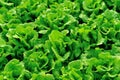 Green lettuce plants at field Royalty Free Stock Photo