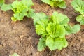 Green lettuce plants on growth at field in summer under sunlight Royalty Free Stock Photo