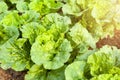 Green lettuce plants on growth at field in summer under sunlight Royalty Free Stock Photo