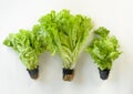 Green lettuce in pots - aphytzis, dubious, leafyllis on a white background Royalty Free Stock Photo