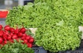 Green lettuce and red radishes background texture Royalty Free Stock Photo