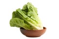 Green lettuce romaine Royalty Free Stock Photo