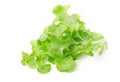 Green lettuce salad