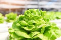 Green lettuce salad growing in the garden - Butterhead Lettuce Hydroponic farm salad plants on water without soil agriculture in Royalty Free Stock Photo