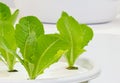 Green lettuce seedling