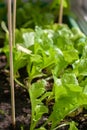 Green lettuce sprouts stick out of the ground. Royalty Free Stock Photo
