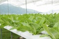 Green Lettuce vegetavles in hydrophonic farm Royalty Free Stock Photo