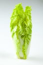 Green lettuce on white background Royalty Free Stock Photo