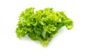 Green lettuce on white background Royalty Free Stock Photo