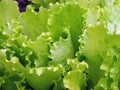 Green lettuces Royalty Free Stock Photo