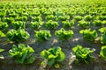 Green letucce field in a row Royalty Free Stock Photo