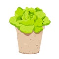 Green letucce salad in pot. Vector colorful illustration.