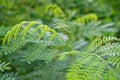 Green leucaena glauca plant in nature garden Royalty Free Stock Photo