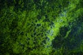 Green lichen background