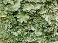 Green lichen background Royalty Free Stock Photo