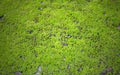 Green lichen background Royalty Free Stock Photo