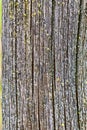 Closeup of a Lichen Covered Wood Pole Royalty Free Stock Photo