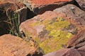 GREEN LICHEN ON LARGE FLAT STONE Royalty Free Stock Photo