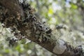 Green lichen on the native tree. Royalty Free Stock Photo