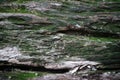 Green lichen perched on a dry tree stump image for abstract background Royalty Free Stock Photo