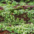 Green lichen on red wood