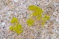 Green lichen on rock