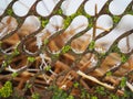 green lichen on rusty iron grating close-up background