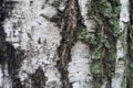 Green lichen on white bark of birch tree in December Royalty Free Stock Photo