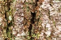 Lichen on white pine bark texture Royalty Free Stock Photo