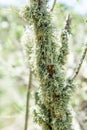 Green lichens on the branch of an tree