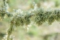 Green lichens on the branch of an tree